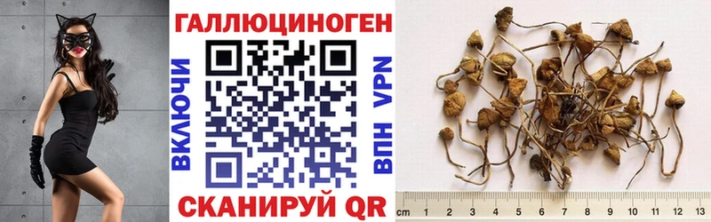 Купить закладки  Зубцов  Галлюциногенные грибы мицелий 